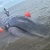 Continúan los intensos esfuerzos para rescatar a la ballena varada en la zona de La Barra, en el canal de Cuautla.