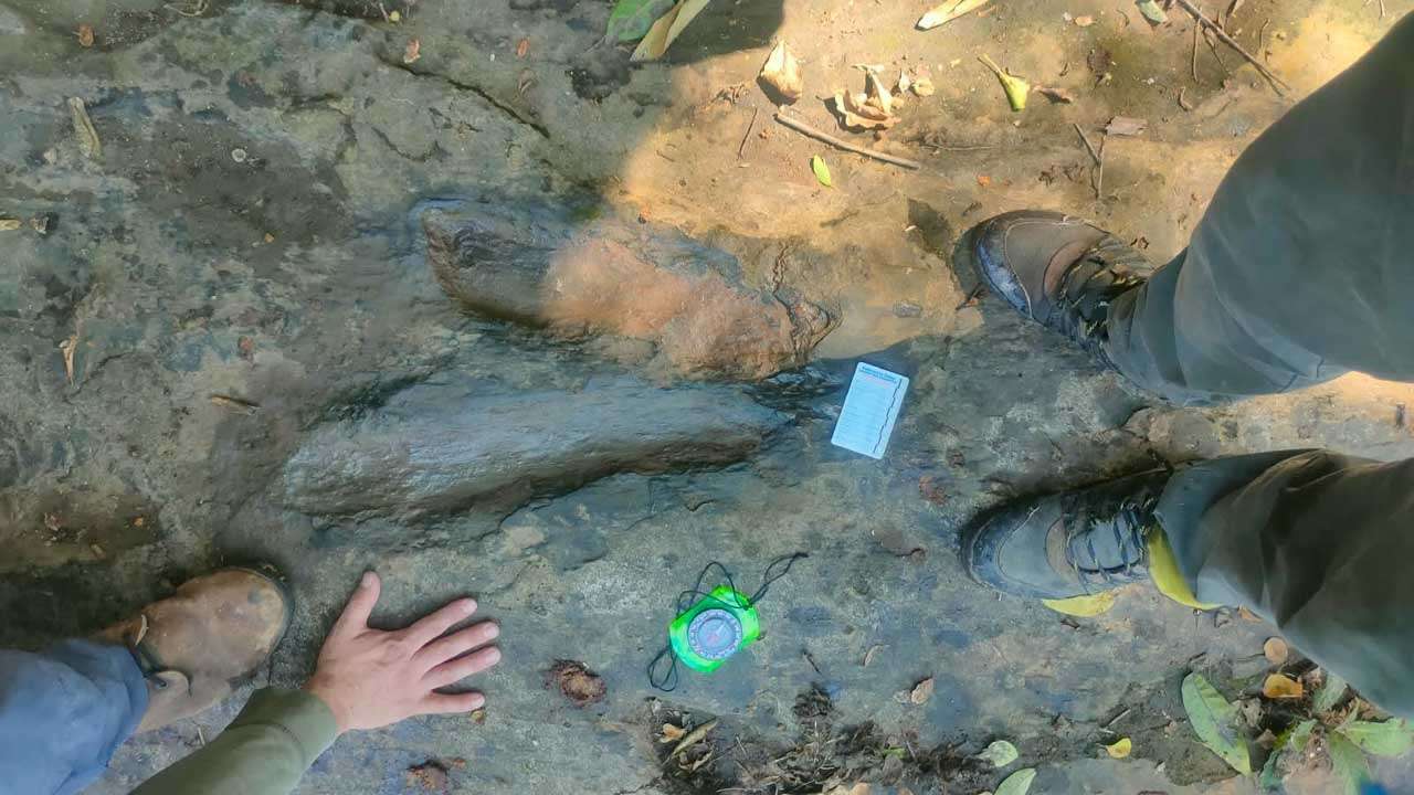 ¡Encuentran 50 huellas de dinosaurios en México! Algunas podrían pertenecer a grandes carnívoros